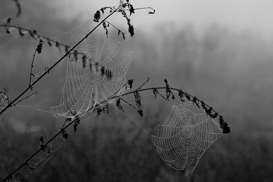 grayscale photography of spider webs, drops, dew, place, nature HD wallpaper