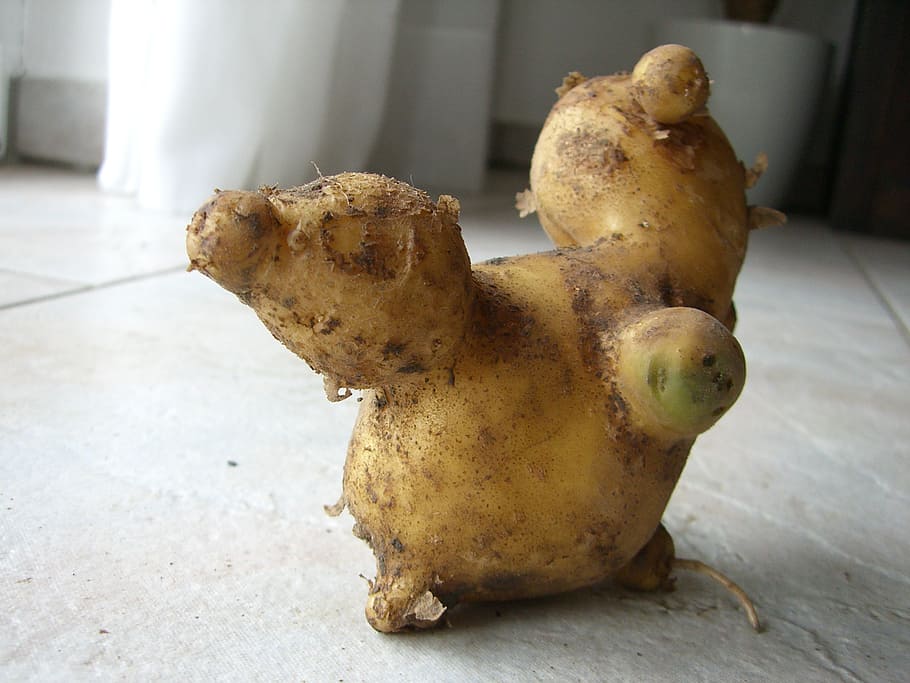 potato, fruit, malformation, podgy, knubbel, squirrel, still life HD wallpaper