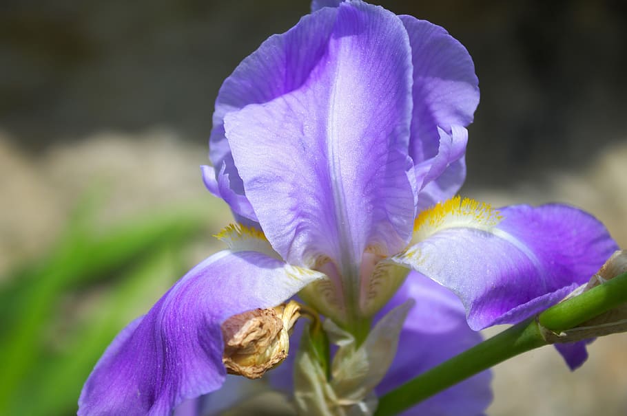 iris, flower, violet, garden, spring, nature, plant, purple HD wallpaper