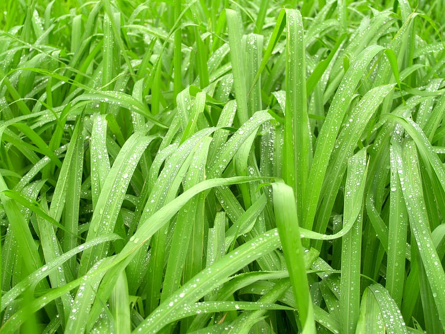 Water, Drops, Leaf, Grass, Green, Dew, rain, closeup, life HD wallpaper