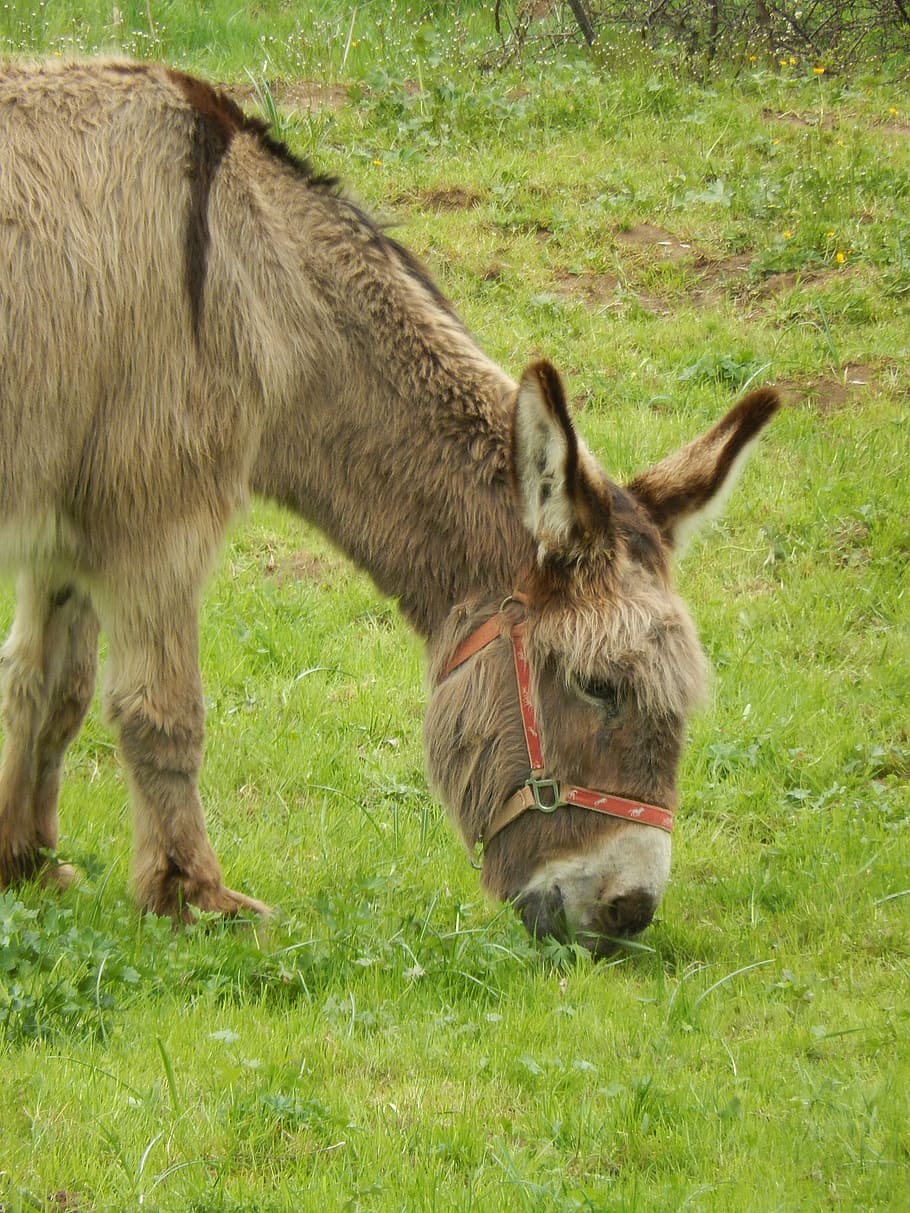 donkey, prairie, animals, mammal, animal themes, grass, domestic HD wallpaper