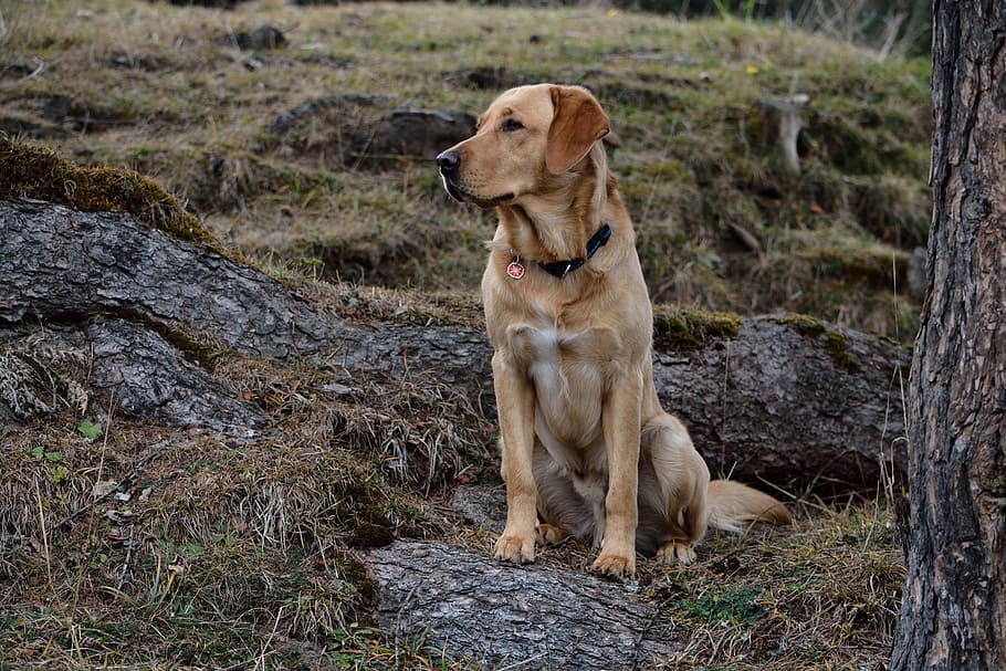 adult red Labrador retriever sits on log, dog, nature, sitting, HD wallpaper