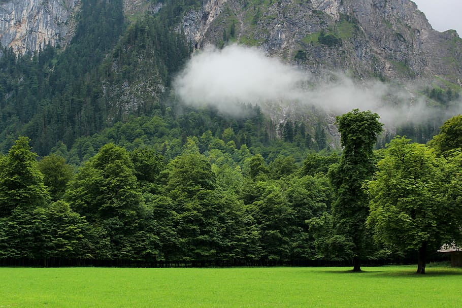 landscape photography of forest in front of mountain, green trees near mountain foot HD wallpaper