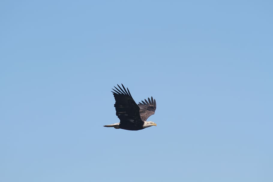 soaring bald eagle, wings, flying, feathers, point, animal wildlife HD wallpaper