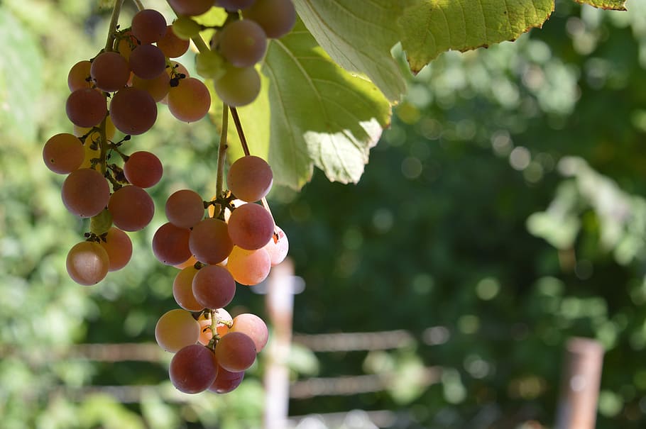 fruit, nature, leaf, vine, flora, outdoors, food, summer, season HD wallpaper