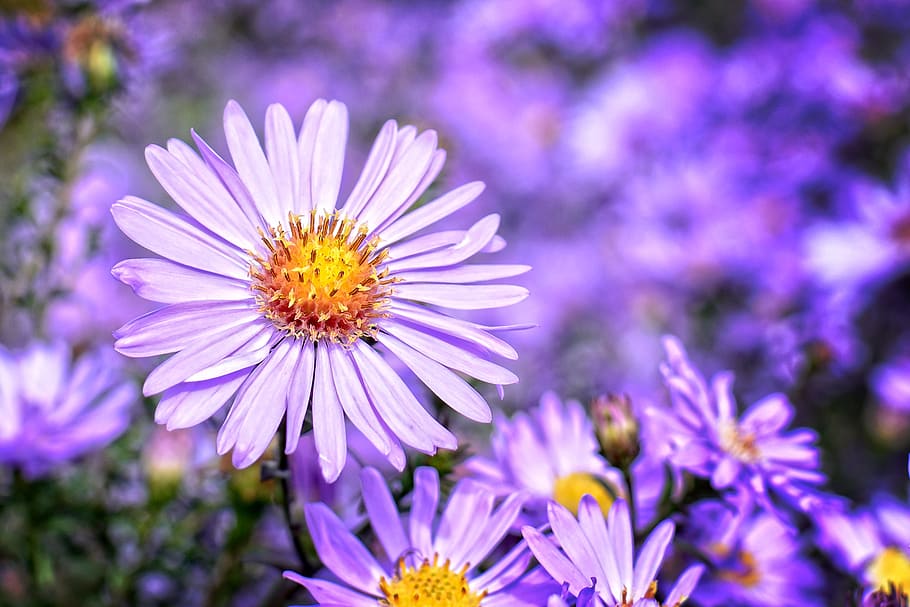 shadow focus photography of purple flowers, herbstastern, aster dumosus HD wallpaper