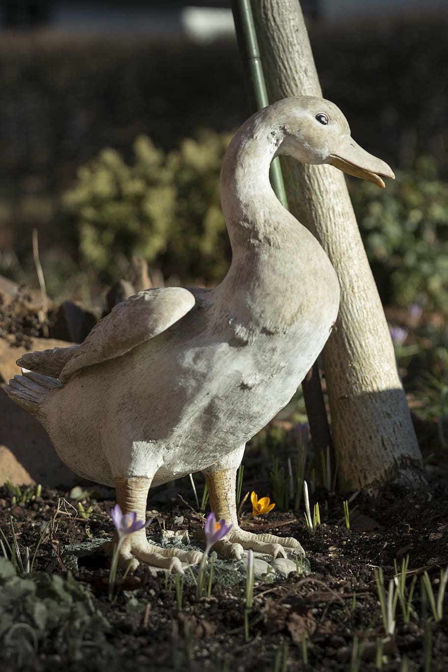 porcelain, close, spring, duck, bird, animals in the wild, vertebrate HD wallpaper