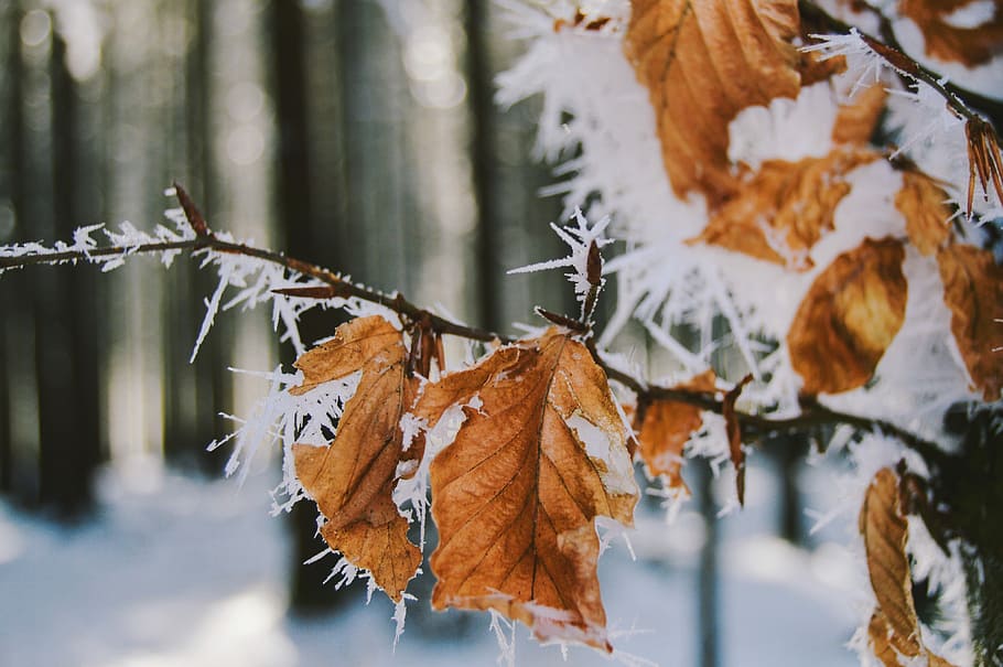 closeup photo of dried leaf, focus photo of leafs with snow, tree HD wallpaper