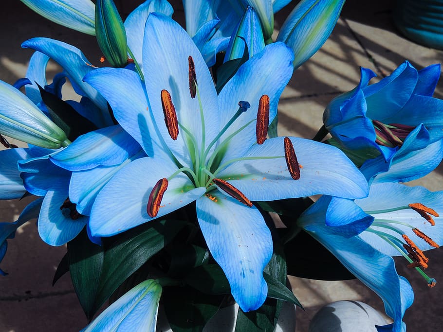 file size is 1.4MB. blue, lily's, plant, flowers, nature, flora, summe...