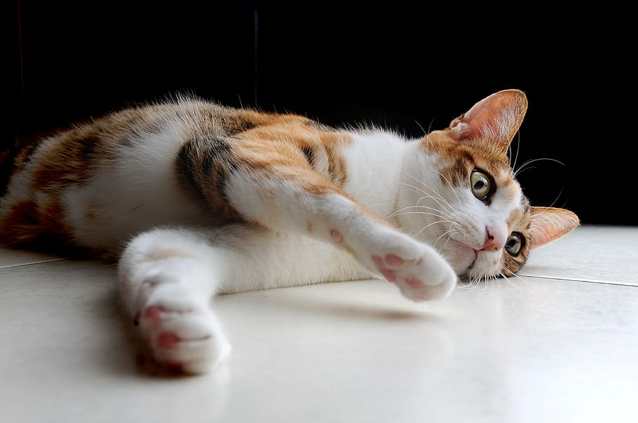 orange and white tabby cat lying on white surface, pet, lazy HD wallpaper