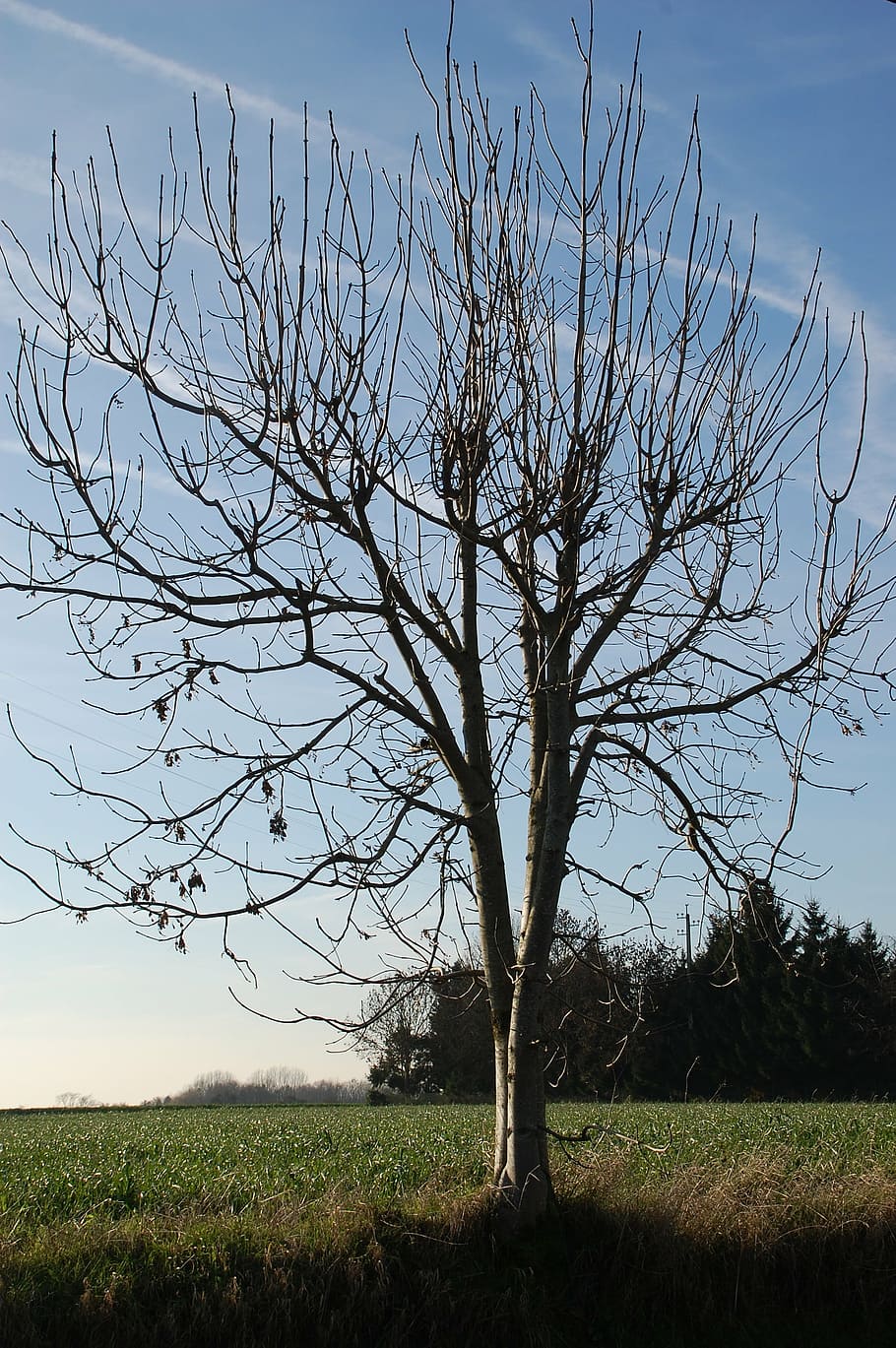tree, nature, winter, landscape, sky, outdoors, branch, plant HD wallpaper