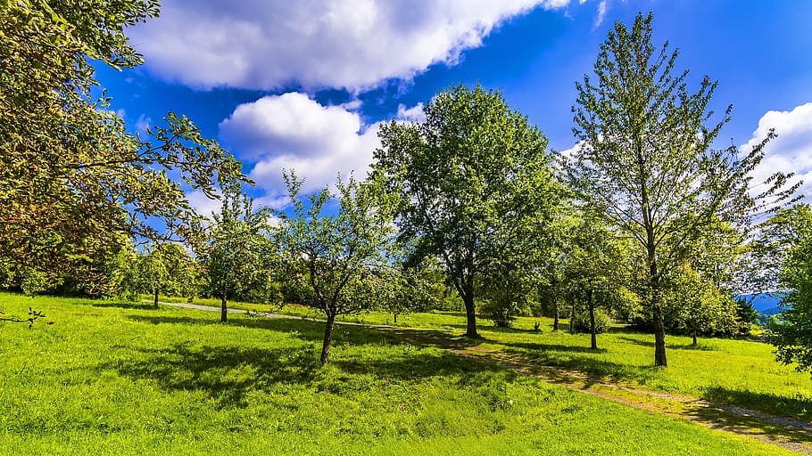 forest scenery, park, away, summer, garden, landscape, wood HD wallpaper