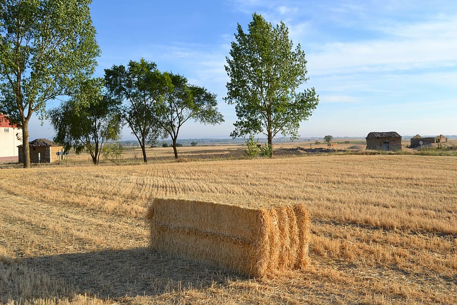 tamara, fields, palencia, cornfield, plant, land, tree, hay HD wallpaper