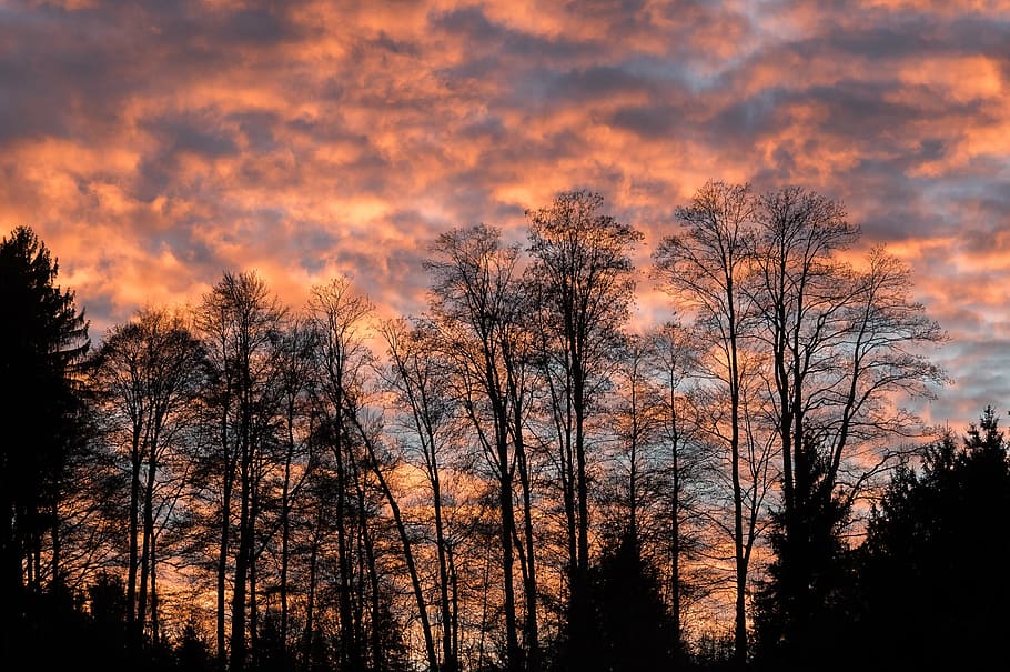 backlit, dawn, dusk, nature, scenic, silhouette, sky, sunrise HD wallpaper