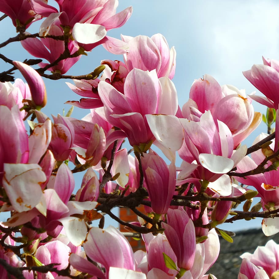 magnolia, flower, spring, pink color, flowering plant, beauty in nature HD wallpaper