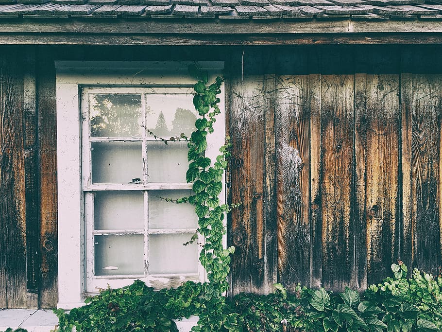white wooden framed glass panel window, sash window with green leafed plant on side HD wallpaper