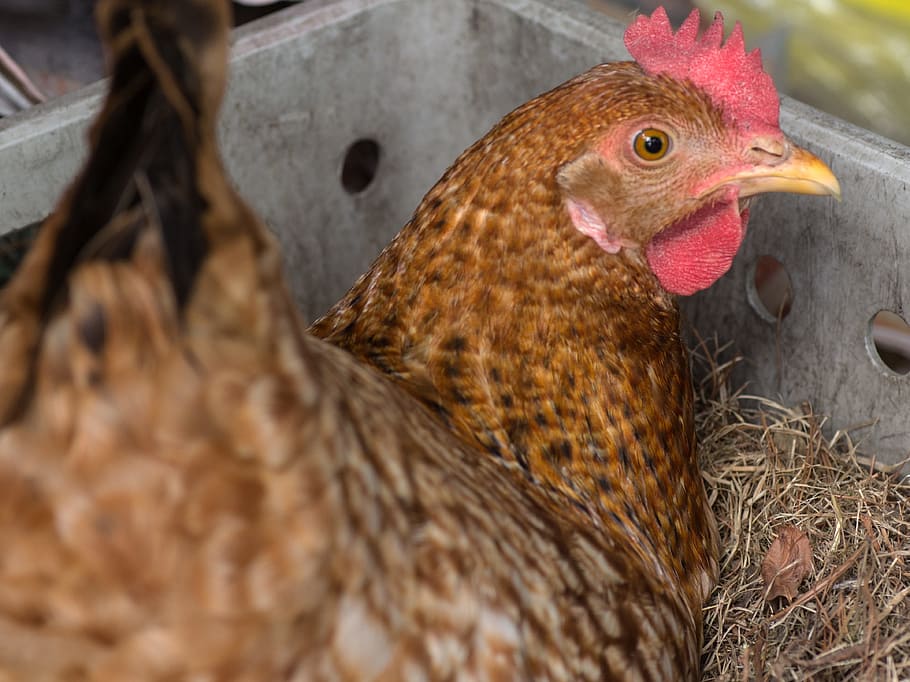 Chicken, Nest, Eggs, laying eggs, farm, bird, chicken - Bird HD wallpaper