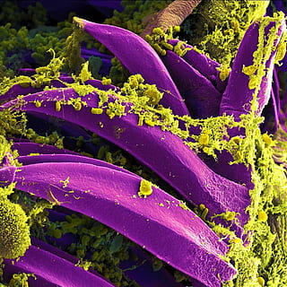 purple petaled flower, bacteria, electron microscope, stained purple HD wallpaper