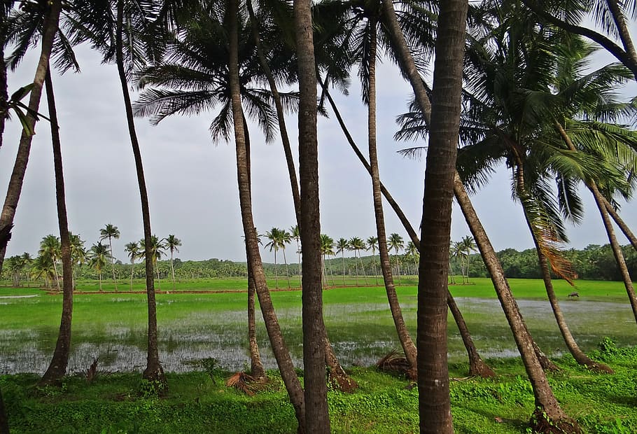 coconut groves, pasture, field, goa, india, nature, tree, outdoors, HD wallpaper