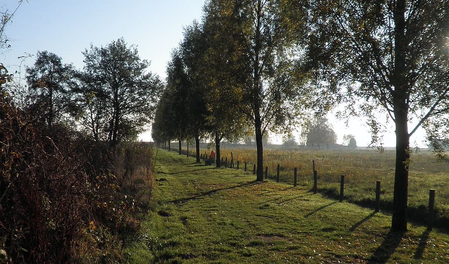 away, avenue, perspective, trees, nature, walk, autumn, green off HD wallpaper