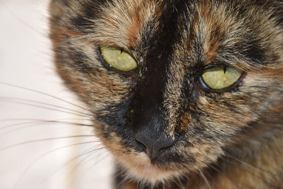 cat, pet, cat face, head, mieze, view, sweet, domestic cat HD wallpaper
