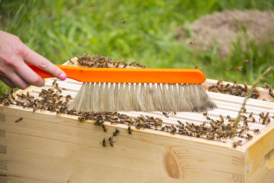 Hive, Honey Bees, Beekeeping, beehive, human hand, human body part HD wallpaper