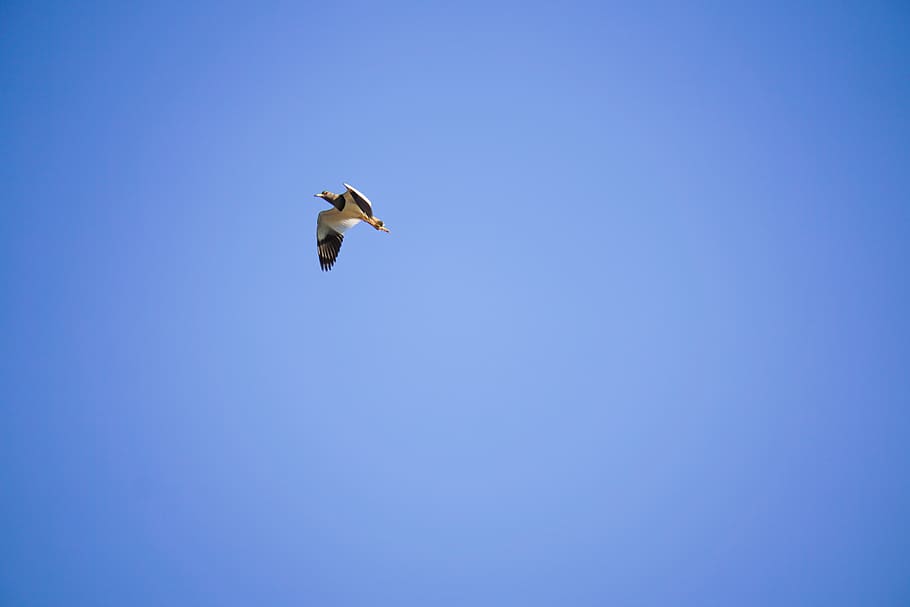 bird, animal, sky, animal themes, animal wildlife, animals in the wild HD wallpaper