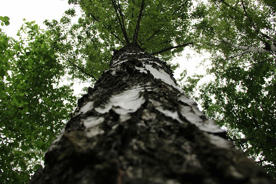 tree, summer, nature, forest, sky, birch, trees, plant, trunk HD wallpaper