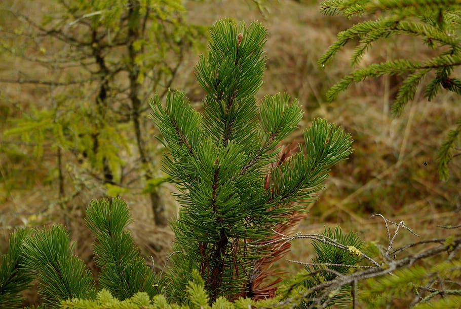 Nature, Mountain Pine, Landscape, green color, plant, pine tree HD wallpaper