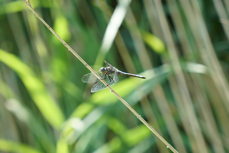 dragonfly, flight insect, animal wildlife, animals in the wild HD wallpaper