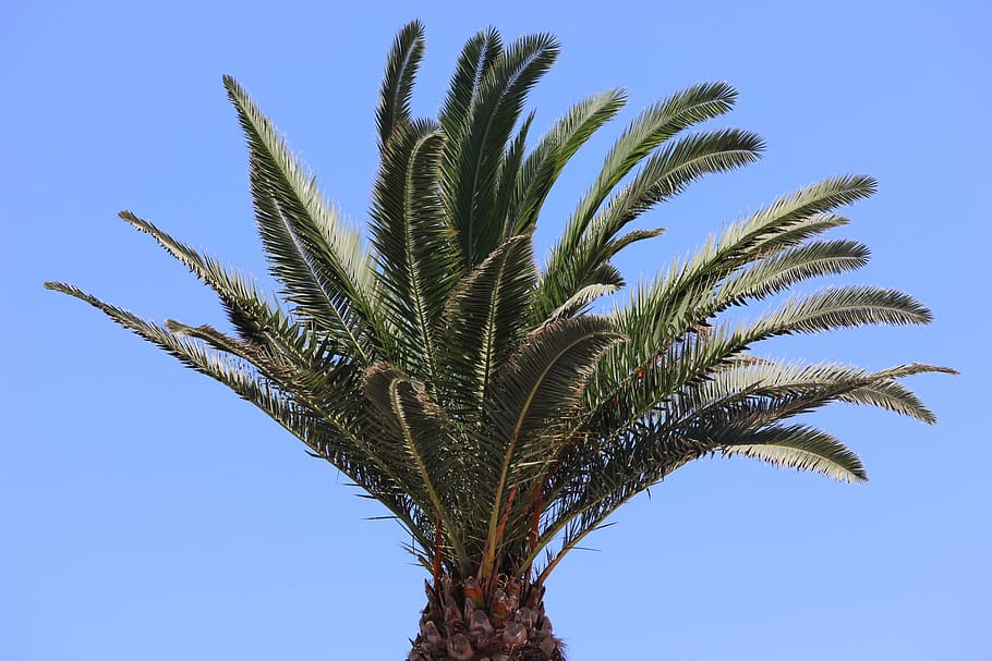 palm tree, greek, concerning, growth, plant, sky, tropical climate HD wallpaper