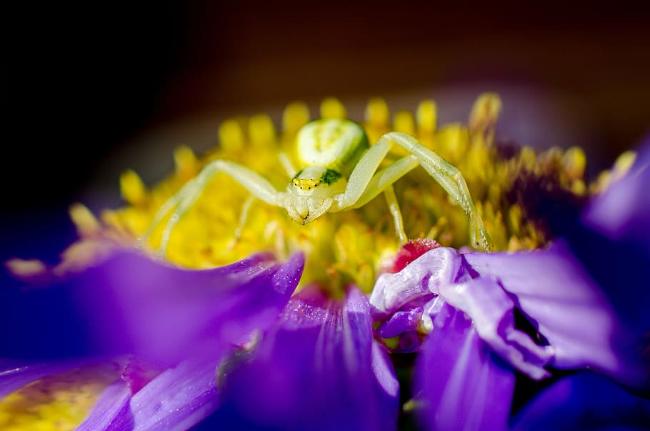 spider, macro, aster, nature, flower, plant, petal, close-up HD wallpaper