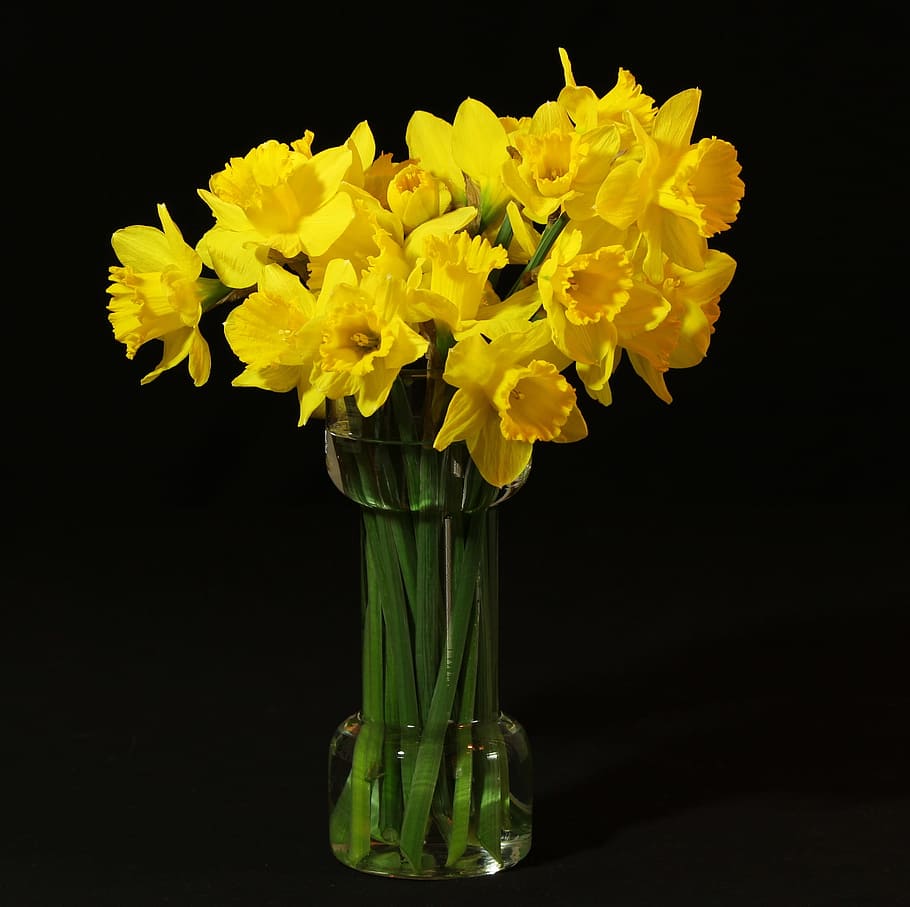 yellow flowers in vase with black background, macro, view, glass, HD wallpaper