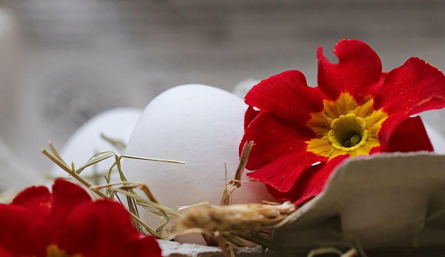 red primrose flower and white eggs, straw, blossom, bloom, food HD wallpaper