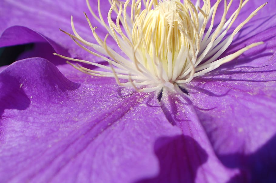 clematis, flower, purple, flowering plant, freshness, beauty in nature HD wallpaper
