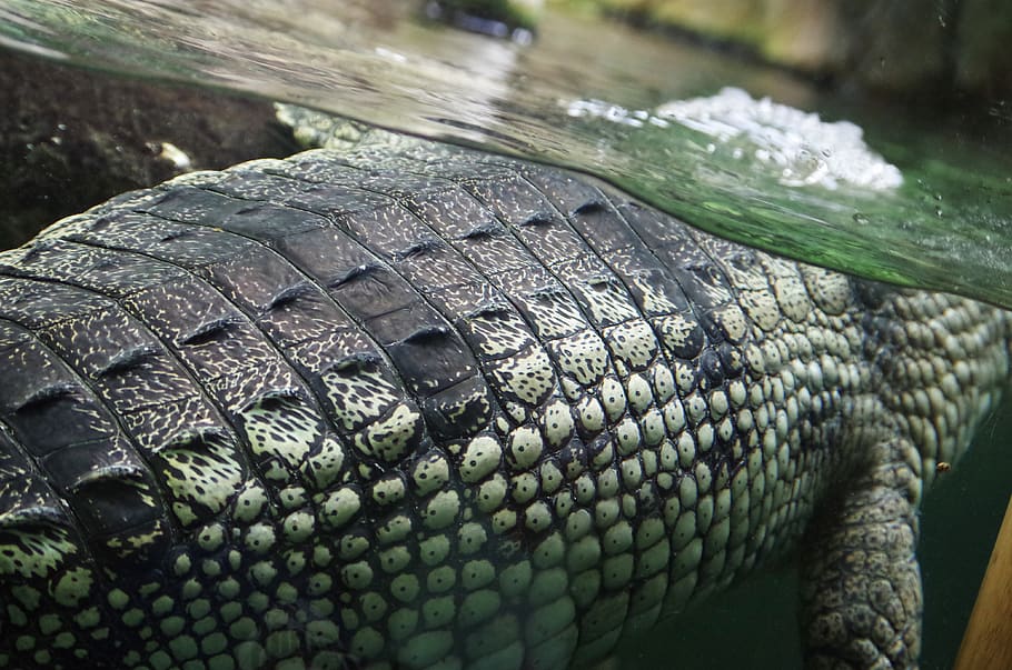 Кожа крокодила фото