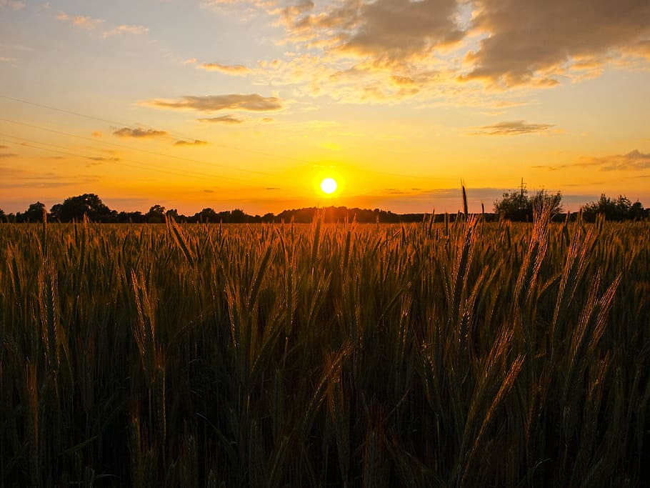 Sunset, Twilight, Landscape, Nature, agriculture, rural Scene HD wallpaper