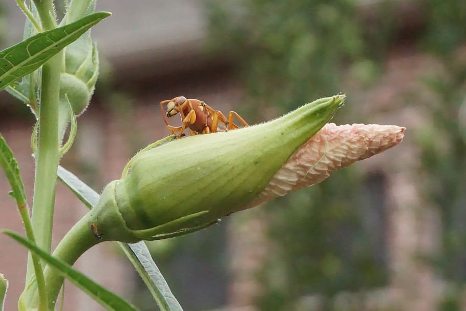 bee, closeup, outside, animal wildlife, animal themes, animals in the wild HD wallpaper