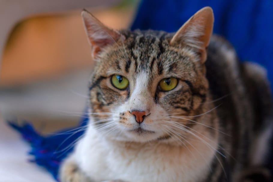 cat, look, masco, pet, whiskers, feline look, eyes, animal HD wallpaper