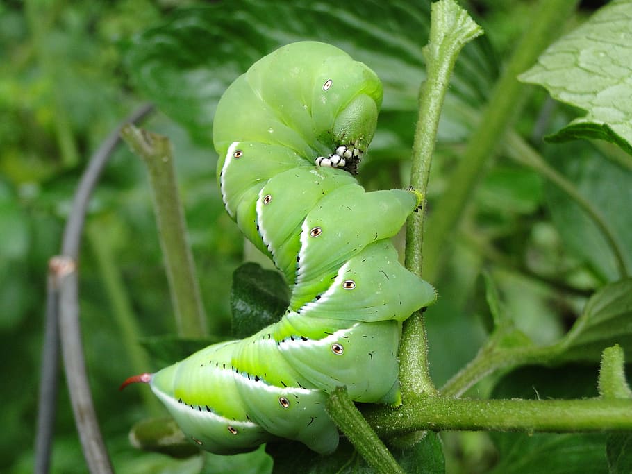 3840x2160px | free download | HD wallpaper: worm, tomato hornworm