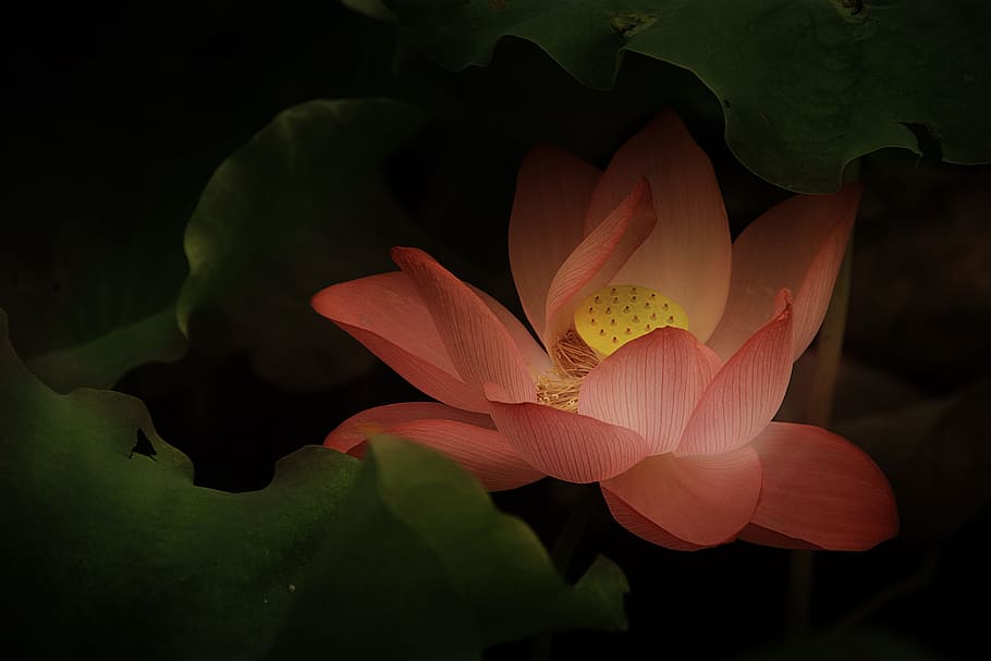 pink and yellow lotus with pads illustration, classical, gentle HD wallpaper