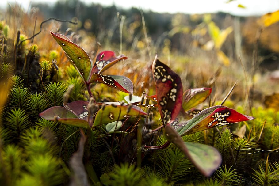 forest, foam, green, plant, nature, grass, animal, no people HD wallpaper