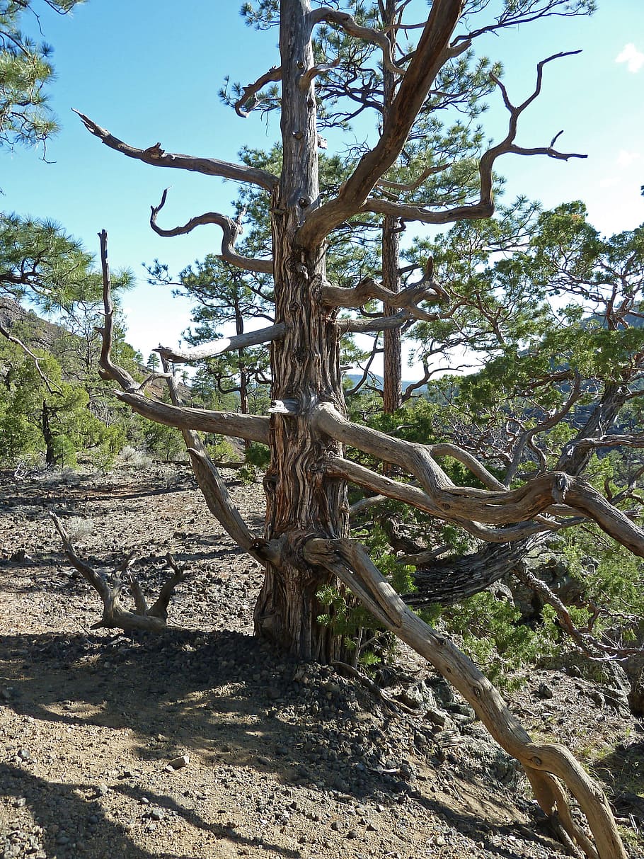 Tree, Dead, Dry, Volcano, Plant, bandera volcano, forest, nature HD wallpaper
