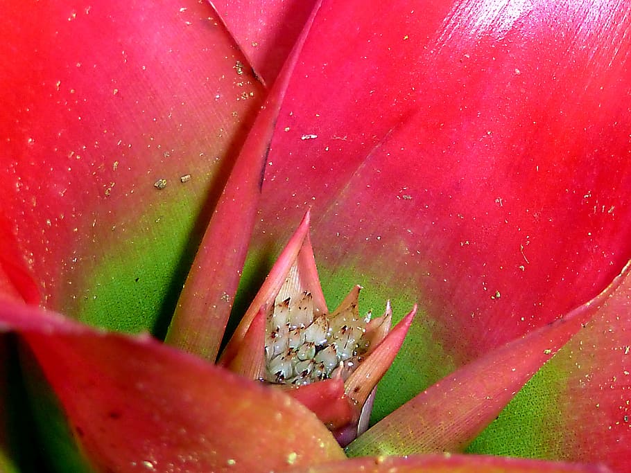red, green, plant, flower, exotic, jungle, tropical, flora HD wallpaper