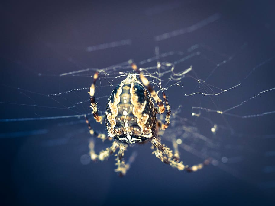 spider, spider macro, cobweb, insect, close, nature, arachnid HD wallpaper