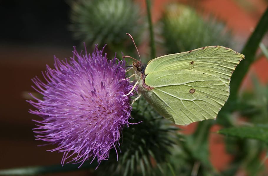 white, butterfly, thistle, insect, summer, butterflies, blossom HD wallpaper