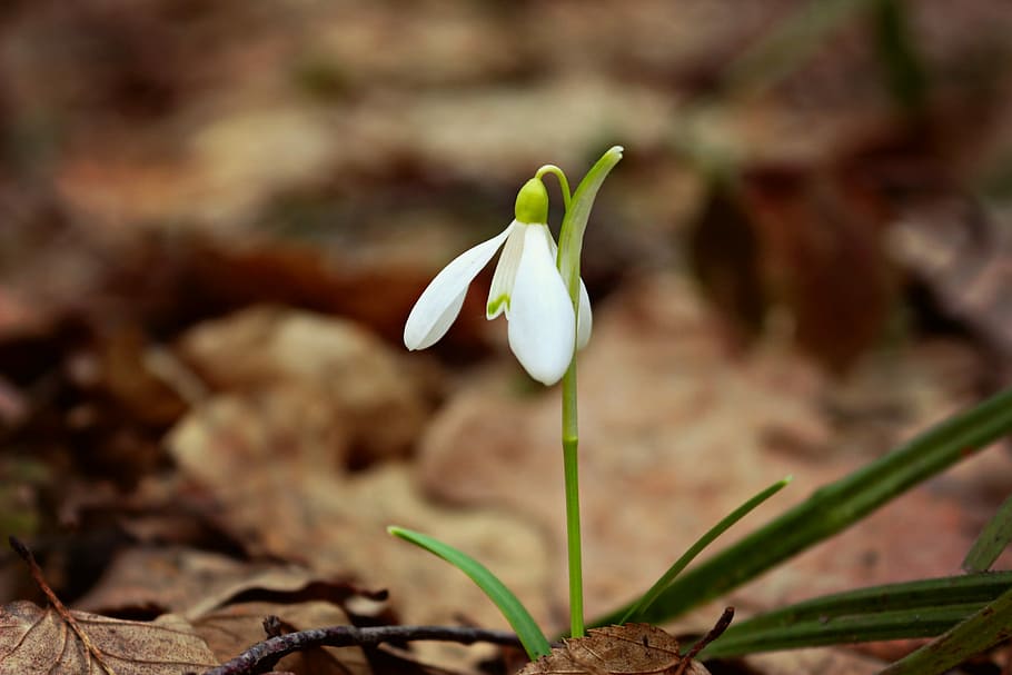 Snowdrop, Flower, Plant, Spring, fragility, petal, freshness HD wallpaper