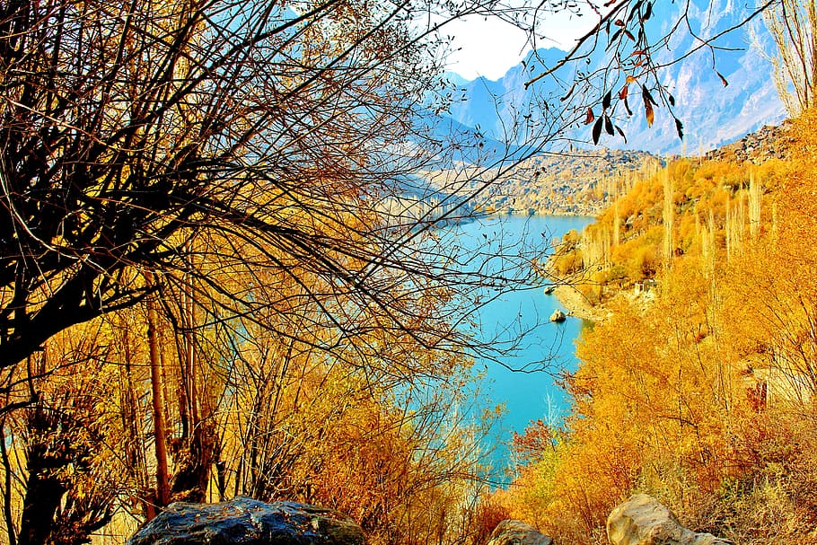 Tree, Lake, Pakistan, Nature, Landscape, forest, travel, autumn