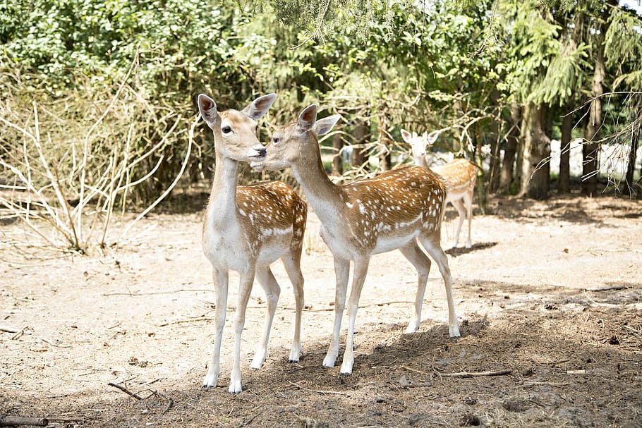 Fallow Deer, Deer, Forest, animal wildlife, animals in the wild HD wallpaper