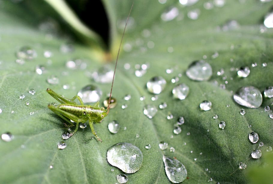 Grasshopper, Leaves, Green, Nature, water, drop of water, drip, HD wallpaper